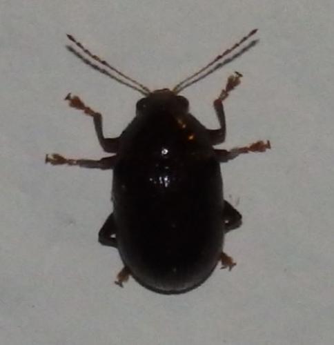 Colaspis sp.